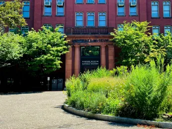 The rewilded planter in front of Harvard's Museum of Natural History