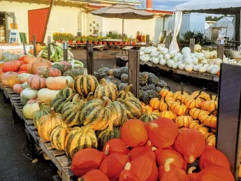 Array of squashes, tomatoes, and other local produce at Ward's Berry Farm