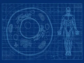 Illustration depicting blueprints of life, from a single cell to a whole human body