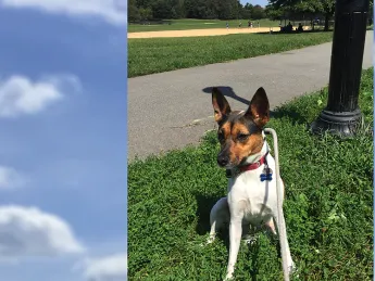 The author's dog, Yuki, sits on the grass during a walk in the park. 