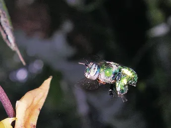 Orchid bees navigate turbulence by extending their massive hind legs to prevent rolling.