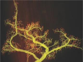 Thick bunches of nerves leave  the brain or spinal cord and branch intricately within muscle (fibers of which can be seen running vertically in the background at right). The  inset image shows individual axons (yellow) connecting to single  synapses (red). The red stain is a snake venom that binds only to muscle receptors; poisonous kraits use it to immobilize their prey.