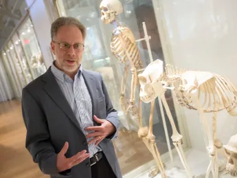 In his new book, <i>The Story of the Human Body,</i> Lerner professor of biological sciences Daniel Lieberman—shown with skeletons of a human being, an Eastern gorilla, and a chimpanzee at the Harvard Museum of Natural History—discusses major evolutionary developments and the relevance of our evolutionary heritage in relation to our problems today.