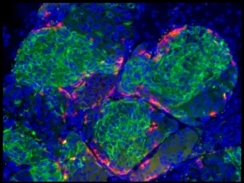 The image shows human-stem-cell-derived beta cells that have formed islet-like clusters in a mouse. The cells were transplanted to the kidney capsule (the fibrous connective layer surrounding the kidneys); the photograph was taken two weeks later, by which time the beta cells were making insulin and had cured the diabetes in the mouse.