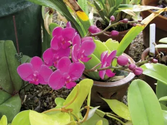 The Wellesley College greenhouses offer winter pleasures like this fuchsia moth orchid.