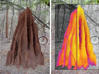 Thermal maps superimposed on this termite mound show contrasting temperature profiles for night (left half) and day (right half).