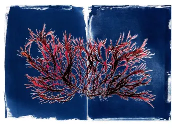 An image of branching red seaweed against a dark-blue background