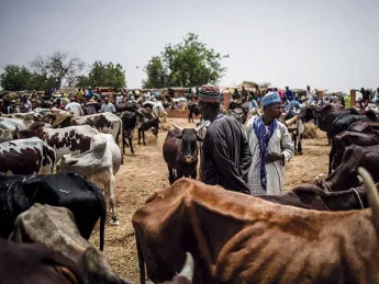 Emaciated cattle at a market in the Sahel region of Africa