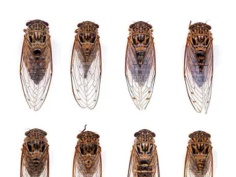 Specimen cicadas, a photograph of Harvard museum collections
