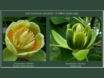 liriodendron tulipifera of Eastern North America and liriodendron chinense of Eastern Asia 