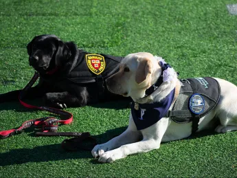 Yale mascot Handsome Dan XIX and a Harvard University Police dog at The Game