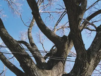 <i>CoExist</i> by Roberto Mighty is displayed at the Arnold Arboretum. 