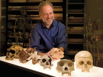A skull session with human evolutionary biologist  Daniel Lieberman in the fossil room at the Peabody Museum.  Millions of years  of natural selection have shaped the human head. From left to right: a  Neanderthal; <i>Homo erectus; Homo habilis;  Australopithecus africanus; Pan troglodytes</i> (common chimpanzee);  <i>Homo sapiens</i> (human).  “Gonzo,” a Neanderthal skeleton, stands in the back.