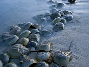 “Horseshoe crabs,” by Piotr Naskrecki, Harvard Natural History Museum