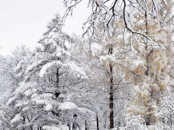 A wintry scene by Meri Bond, at the Arnold Arboretum