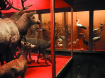 The display cases at the present Museum of Natural History are much as they were in the nineteenth century. Below left: A noisy air-conditioning unit does its best to maintain conditions suitable for the celebrated glass flowers. Below right: The lack of climate control has cracked the hide of a stuffed animal.