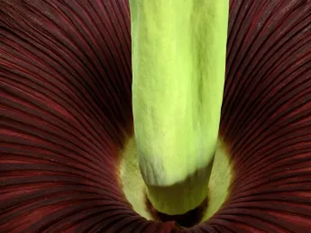 Detail of the fully open titan arum, photographed from above