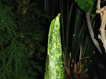The titan arum on June 30