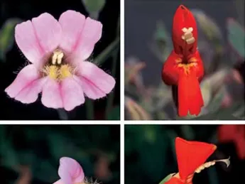 One form of the Rocky Mountain monkey flower has a long trumpet suited to pollination by hummingbirds; the other is pollinated by bumblebees. Their hybrid offspring don&rsquo;t do well in the wild, however, because they are not easily fertilized by the birds or the bees.