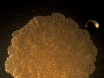 Mycobacteria form greasy, fatty-looking colonies. Their thick lipid coatings may play a role in allowing them to survive an onslught of antibiotics.