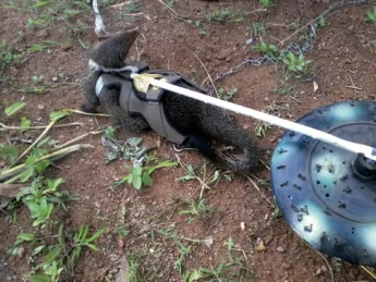 This unorthodox de-mining team avoids most of the traditional pitfalls. Metal detectors give too many false alarms, fooled by bullets or other debris. Hand-held ground-penetrating radar machines are too expensive. Dogs weigh enough to trigger mines, injuring or killing themselves and their handlers.