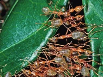 Weaver ants (<i>Oecophylla smaragdina</i>) cooperate as they construct their leaf-tent nests.