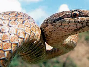 Images from the Encyclopedia of Life include these examples. James Hanken plans to allow amateur ecologists to upload their own photographs to the catalog. Above, a smooth snake (<em>Coronella austriaca</em>)