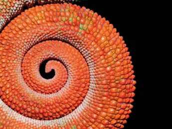 Tail of the panther chameleon, <em>Furcifer pardalis</em>, of Madagascar. The same species appears on the cover (below, right). Chameleons do not change color to match their backgrounds, but to communicate excitement, anger, fear, and other emotions.