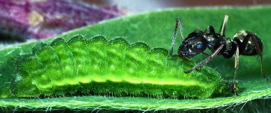 an ant drinks from the gland of a larval Glaucopsyche lygdamus