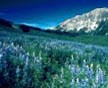 lupines, the host plant for Glaucopsyche lygdamus