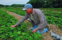 Bemis kneels on straw mulch beside an irrigation pipe to monitor frost damage to the farm's strawberry crop, which covers an acre.