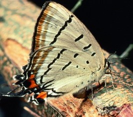 female Jalmenus evagoras (imperial blue)