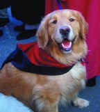 golden retriever wearing gown