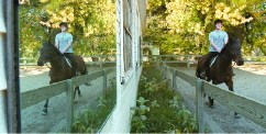 equestrian riding alongside a building (reflection in building's window)