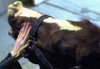 hand patting horse's head