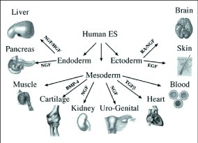 Through a process called differentiation, human embryonic stem (ES) cells have the potential to become any tissue in the body, as illustrated at left. No other cell type in the body is known to have that capacity, or the ability to replicate itself forever, as ES cells do.