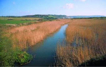 marsh image showing common reed