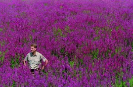 biologist in field of purple loosestrife