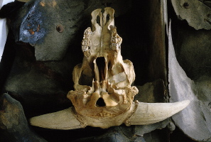 Domestic bull, Bos taurus, this individual called ÒThe Baron of Orford.Ó Louis Agassiz gave the skull to the MCZ, and it is specimen 1 in the osteology catalog.