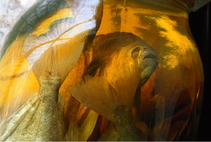 Piranhas collected on a Brazilian expedition that Louis Agassiz led in 1865-66. He took six students, one of them William James.