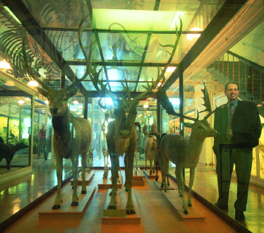 Joshua Basseches, executive director of the Harvard Museum of Natural History, with, from left, a P?re DavidÕs deer (extinct in the wild), a caribou, and a fallow deer. The Great Hall of Mammals looks much as it did in the nineteenth century. Something of its feel would be recreated in some portion of a new museum, says Basseches.