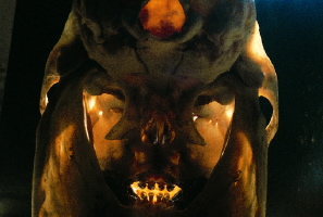 A howler monkey, Alouatta belzebul, of South America. The view is through the back of the skull.