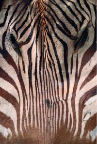 The flattened face of a mountain zebra, Equus zebra.