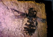 fossil bee