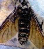 fossil fly