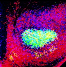 brain scan: an image of the lateral geniculate nucleus showing the millions of connections made by retinal ganglion cells from the left eye (red outer ring) and the right (turquoise center)