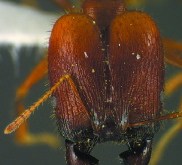 ant-astur_head_major