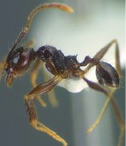 ant-psilogaster_lat_minor