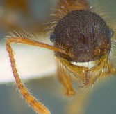 ant-terribilis_head_minor