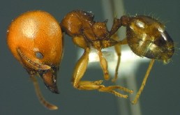 ants-sphaerica_lat_maj